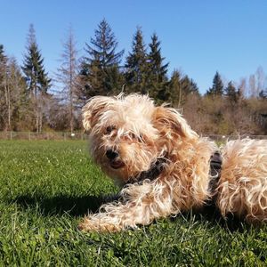 Meet your Posher, Ben